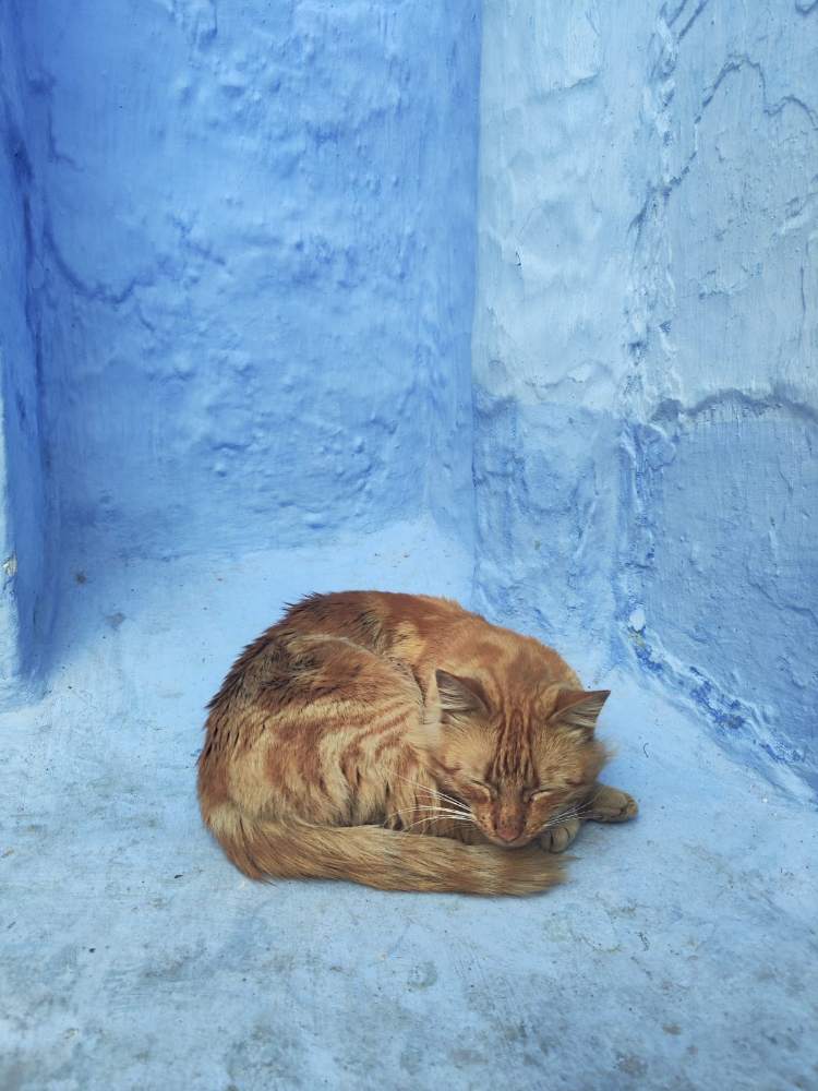 A cat dozing by a blue wall
