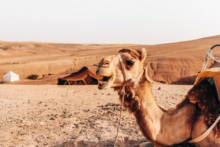Desert camel ride